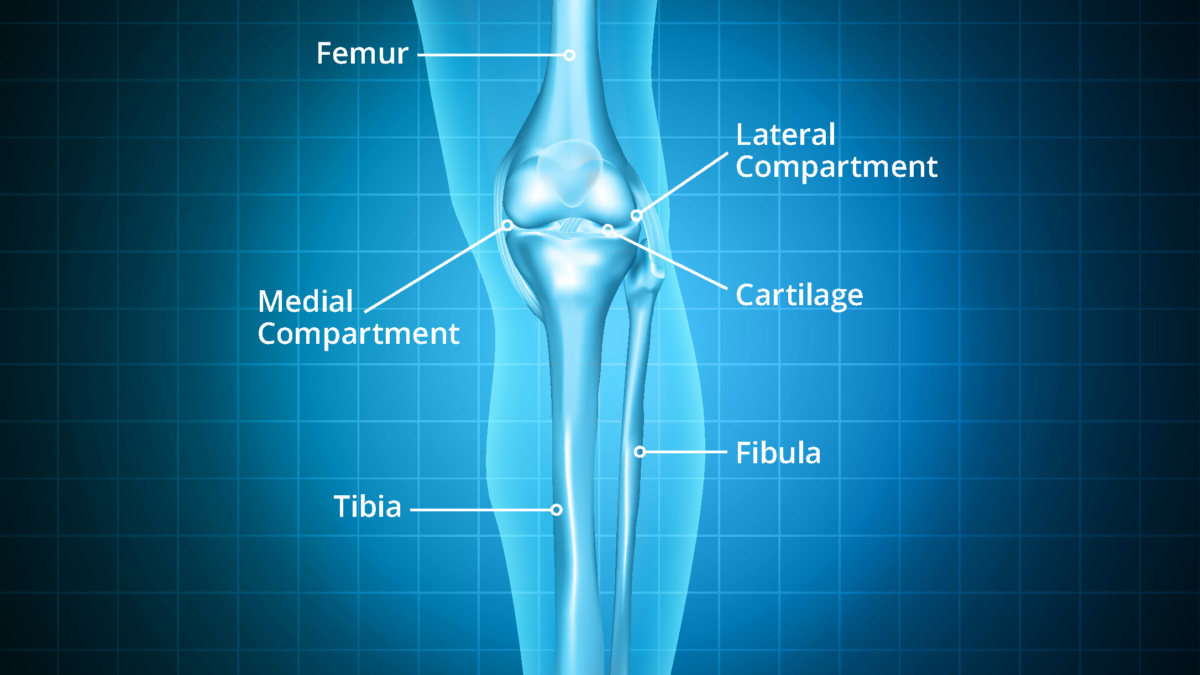 annotated-knee